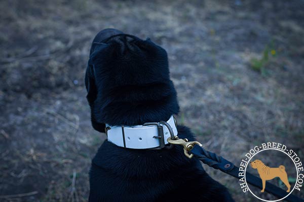 Leather Shar Pei collar with reliable brass hardware