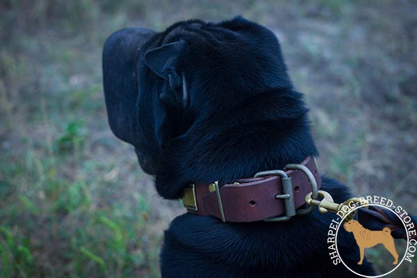 Walking leather Shar Pei collar with reliable brass hardware