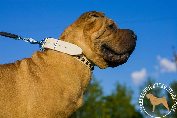 Designer leather Shar Pei collar with nickel plated buckle