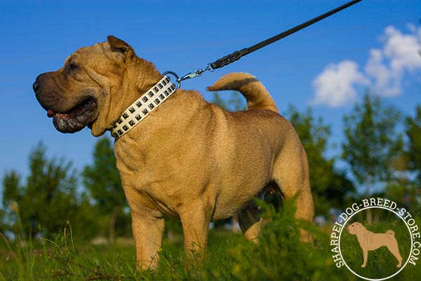 Awesome-look leather Shar Pei collar with old-nickel studs