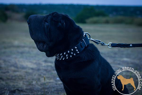 Adorned with spikes leather canine collar for Shar Pei