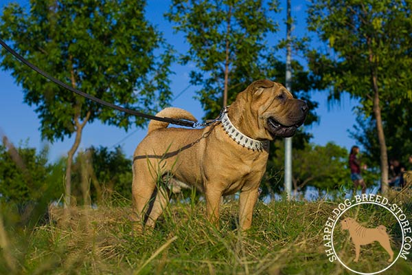 Extravagant leather canine collar for Shar Pei