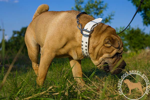 White leather canine collar for Shar Pei with classical nickel plated buckle