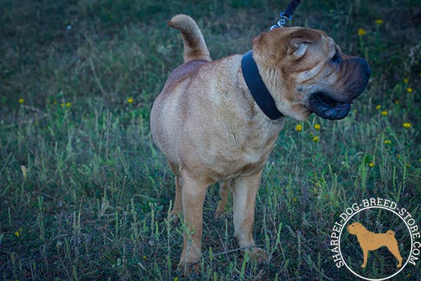 Plain leather dog collar for Shar Pei