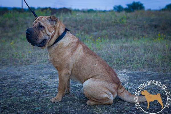 Working leather dog collar for Shar Pei training activities