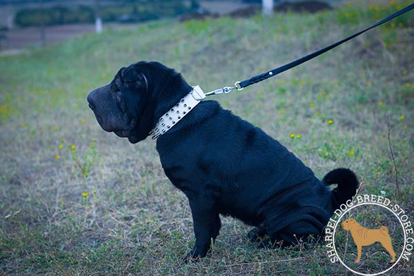 Awesome leather dog collar for Shar Pei walking