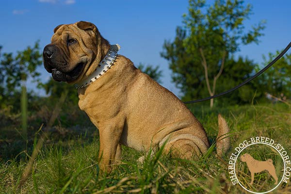 Trendy white leather dog collar for Shar Pei walking