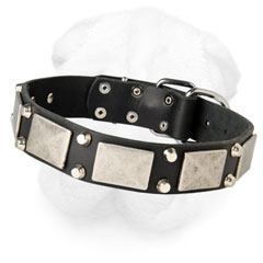 Shar-Pei Militant Collar Decorated with Plates and Studs
