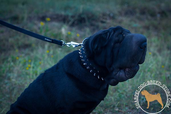 Water-resistant nylon Shar Pei collar decorated with spikes