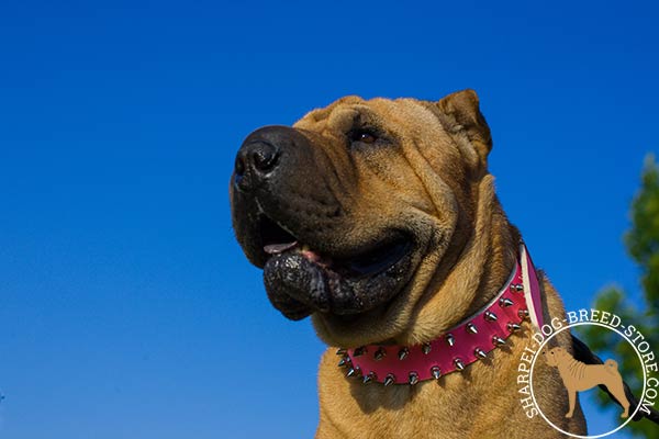 Adorned pink leather Shar Pei collar with shiny spikes