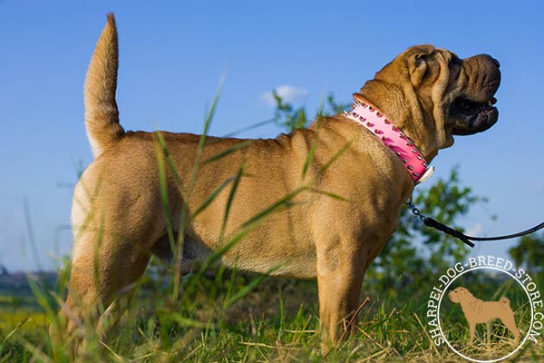 Feminine pink leather Shar Pei collar with spikes