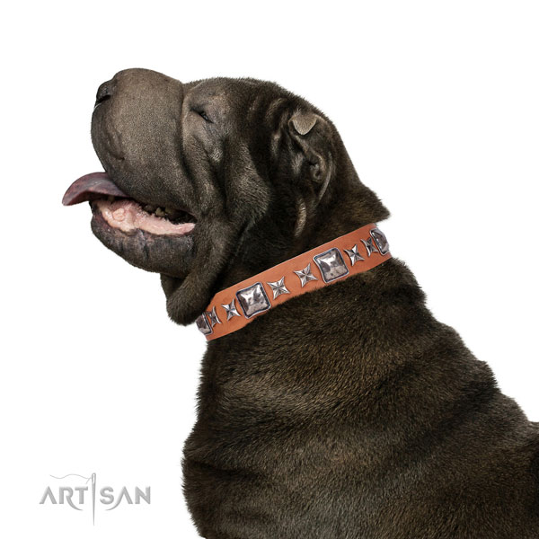 Walking studded dog collar of quality material