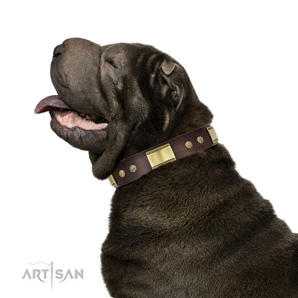 Fancy walking dog collar of natural leather with remarkable adornments