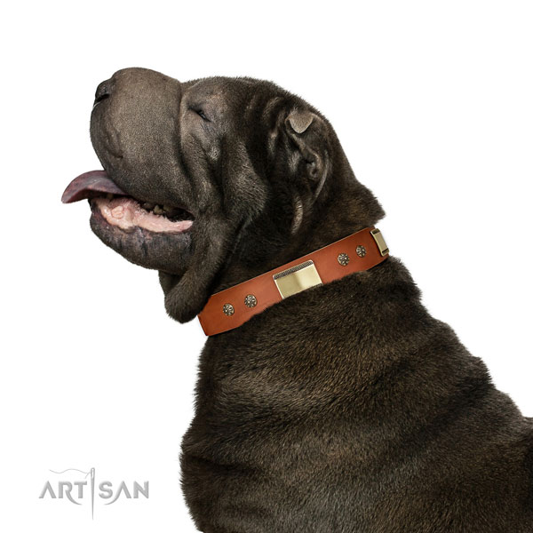 Walking dog collar of genuine leather with exceptional studs