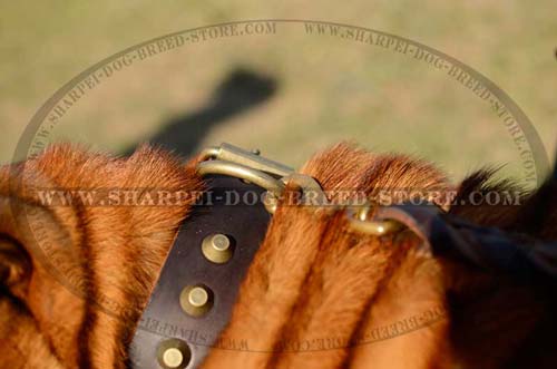 Shar Pei Wide Leather Collar with Brass Studs