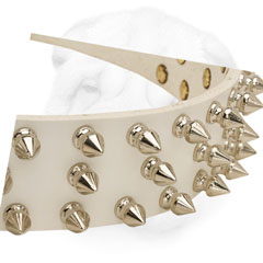 Shar Pei Collar with Polished Decorations