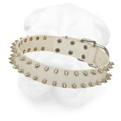 Stylish Leather Collar for Shar Pei