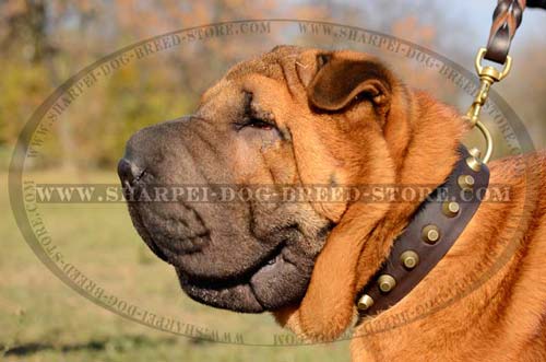 Shar Pei Wide Leather Collar with Brass Pyramids