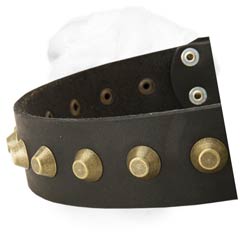 Great Width Leather Buckle Collar with One Raw of Brass Conoid Studs