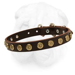 Slim Leather Dog Collar with Dotted Round Studs for Shar Pei