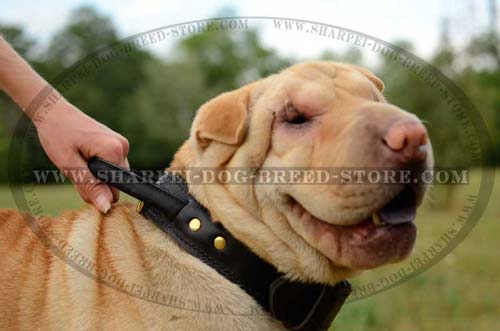 Sharpei Agitation Training Collar with Fur Protecting Plate