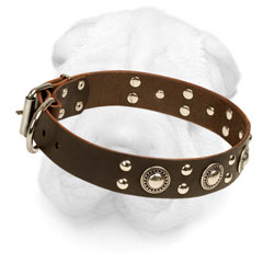 Shar-Pei Stylish Collar with D ring