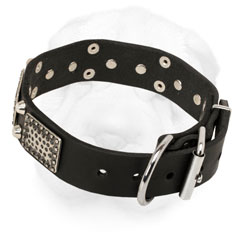Shar-Pei Collar with Nickel Plated Hardware