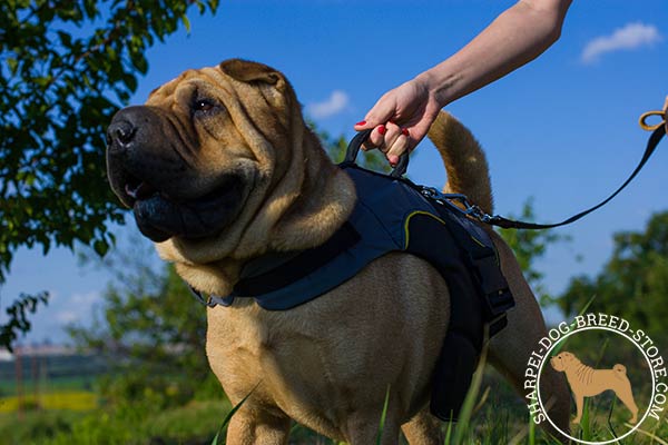 Nylon Shar Pei harness with comfortable handle