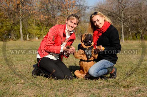 Great Leather Dog Harness for Comfy Shar Pei Walking and Training