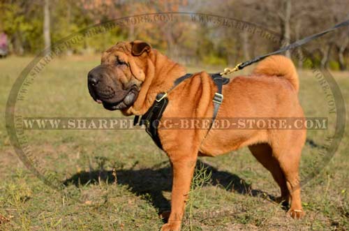 Durable Leather Dog Harness of Refined Style for Shar Pei Breed