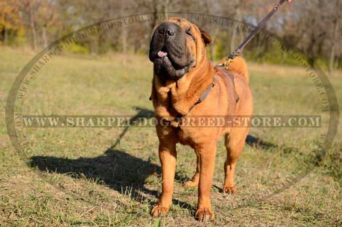 Light Weight Leather Harness Comfortable for Tracking Work