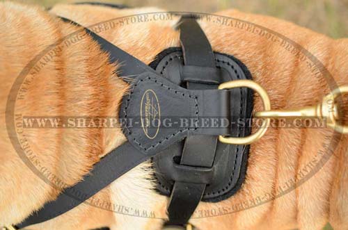 Leather Harnesses