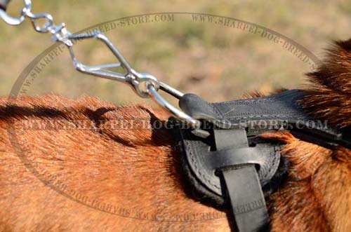Reliable Durable Harness Made of Full Grain Leather for Shar Pei Breed Walking