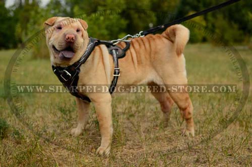 Training Dog Harness for Shar Pei Breed with Original Hand Set Pattern