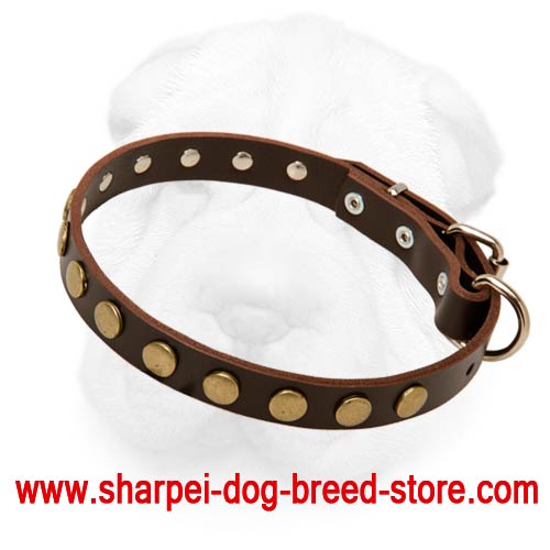 Shar Pei Leather Collar with Flat Round Brass Studs