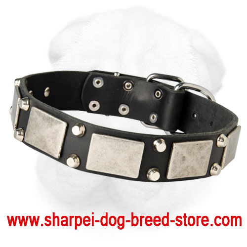 Amazing Shar-Pei Collar with Nickel Plated Studs and Plates
