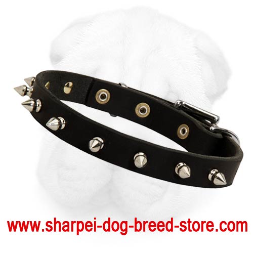 3/4 Inch Wide Spiked Leather Collar for Shar Pei with Buckle