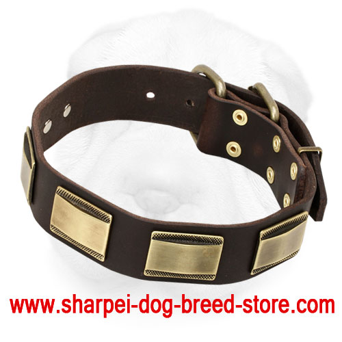 Leather Shar-Pei Collar Decorated with Brass Plates