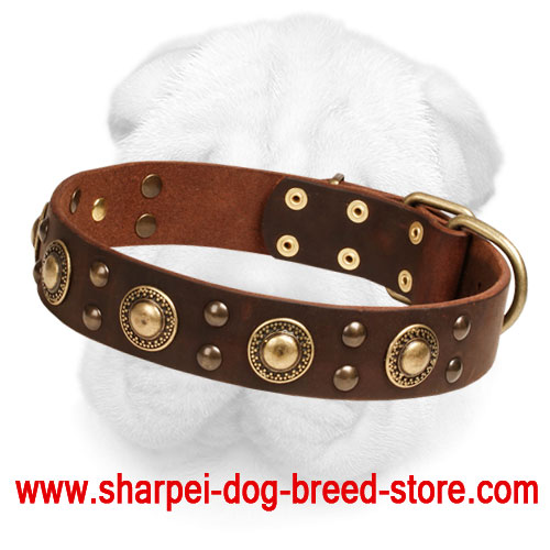 Leather Shar-Pei Collar with Brass Circles