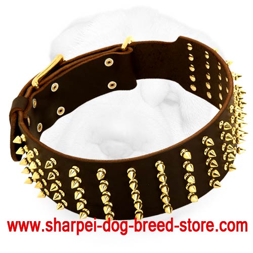 Extra Wide Walking Collar for Shar Pei with Brass Spikes