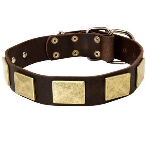 Stylish Shar Pei Collar with Brass Plates