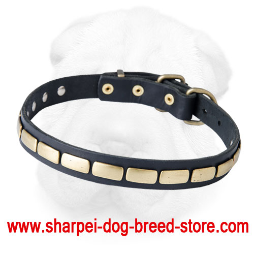 Leather Shar Pei Collar with Brass Plates