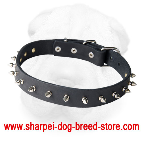Everyday Shar Pei Collar with Nickel Plated Spikes