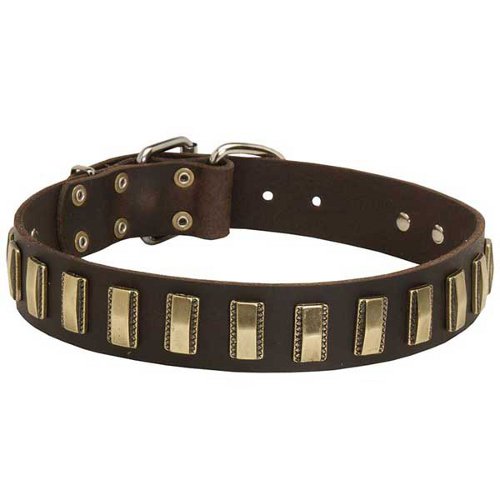 Stylish Shar Pei Collar with Slim Brass Plates