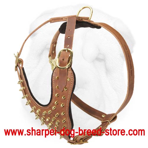 Leather Walking Harness for Shar Pei with Brass Spikes