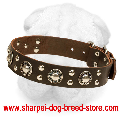 Stylish Shar-Pei Collar Decorated with Conchos and Studs