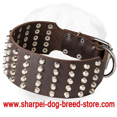 Wide Shar-Pei Collar Decorated with Studs