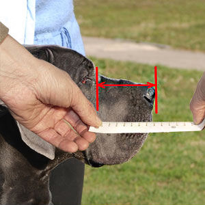 Measure your dog's snout properly