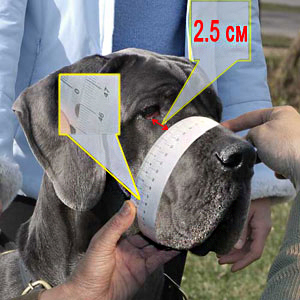 How to measure a snout of your Shar Pei properly