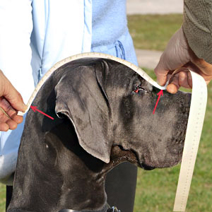 Take precise measurements of your Shar Pei